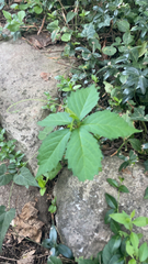 Vitaceae