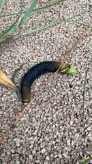 Sphingidae