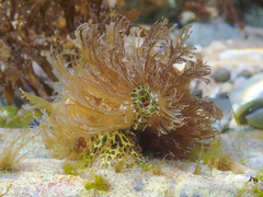 Monoplex parthenopeus