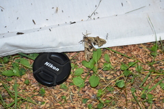 Paonias excaecata