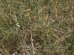 Chloropyron maritimum canescens