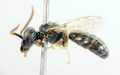Halictus smaragdulus