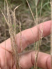 Anthoxanthum odoratum