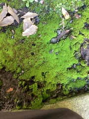 Chrysothrix xanthina