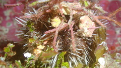 Tripneustes ventricosus