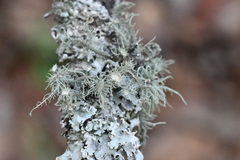 Usnea subelegans