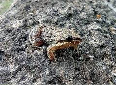 Leptodactylus melanonotus