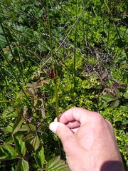 Juncus balticus ater