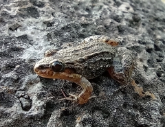 Leptodactylus melanonotus