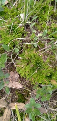 Selaginella lepidophylla