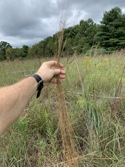 Anthoxanthum odoratum