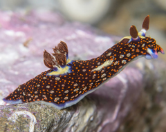 Nembrotha