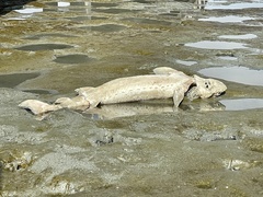 Acipenser transmontanus