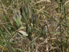 Chloropyron maritimum canescens