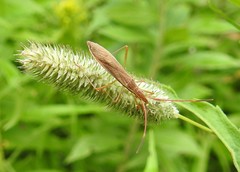 Protenor belfragei