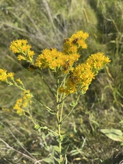 Solidago rigida