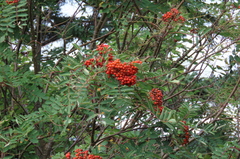 Sorbus americana