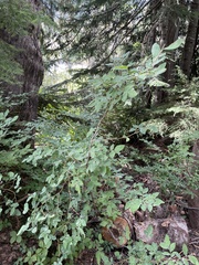 Vaccinium ovalifolium