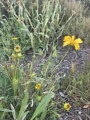 Coreopsis lanceolata