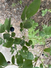 Vaccinium ovalifolium