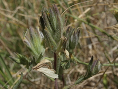 Chloropyron maritimum canescens
