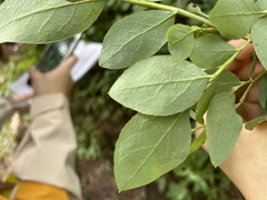 Vaccinium ovalifolium