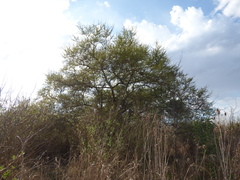 Vachellia caven