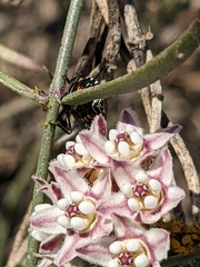 Murgantia histrionica