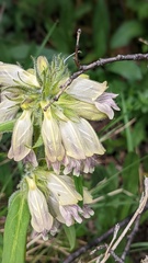 Penstemon whippleanus