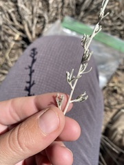 Artemisia mendozana