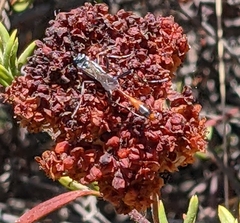 Ammophila