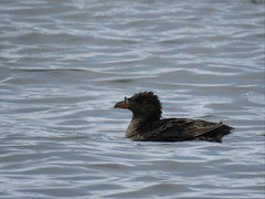 Cerorhinca monocerata