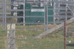 Hirundo neoxena