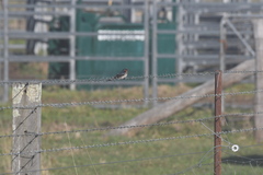 Hirundo neoxena