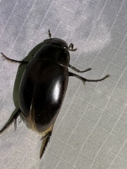 Hydrophilus ovatus