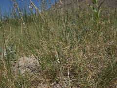 Chloropyron maritimum canescens
