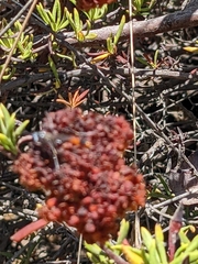 Ammophila