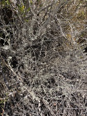 Artemisia mendozana