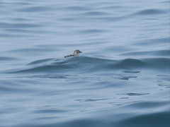 Ptychoramphus aleuticus