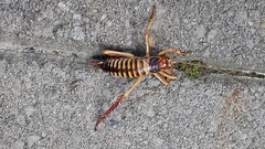 Hemideina crassidens