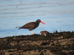 Arenaria melanocephala