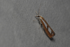 Catoptria latiradiellus