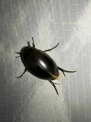 Hydrophilus ovatus