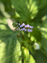 Heliotropium