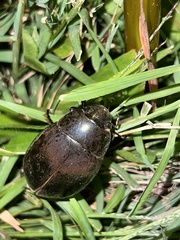 Hydrophilus ovatus