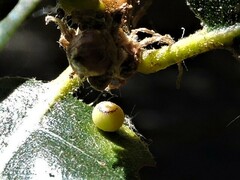 Dryocosmus minusculus