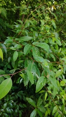 Litsea glaucescens