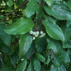 Cornus drummondii
