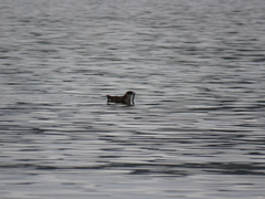 Brachyramphus marmoratus