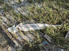 Acipenser transmontanus